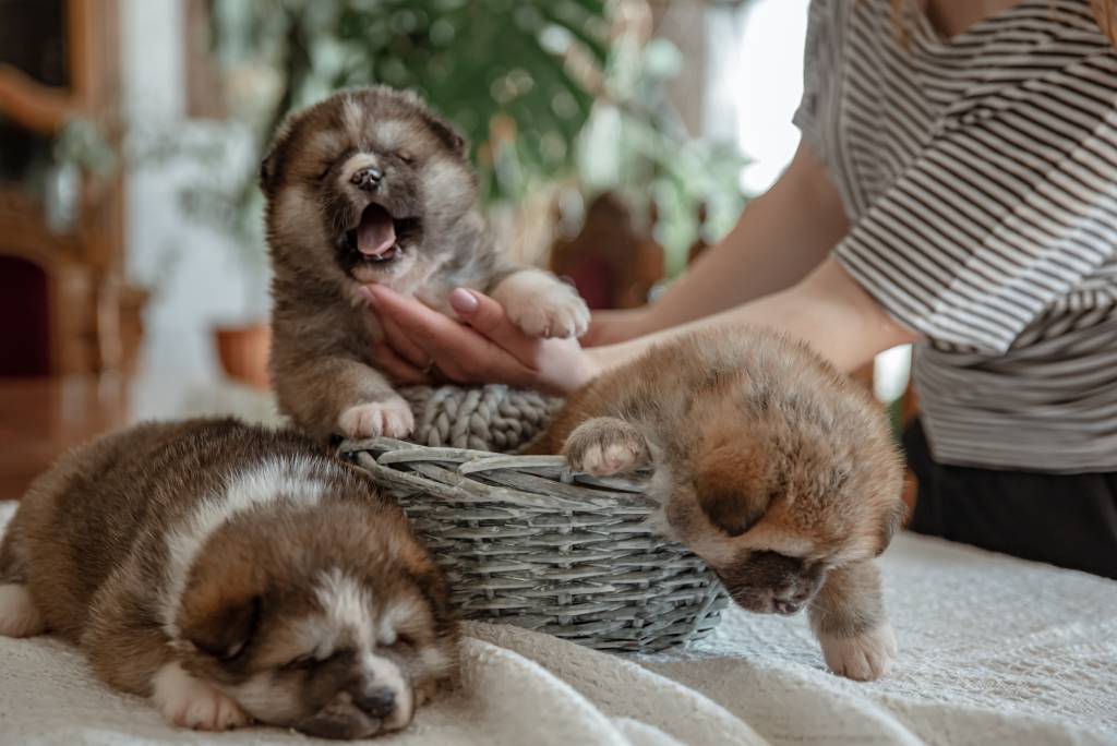 Šteniatka po pôrode feny