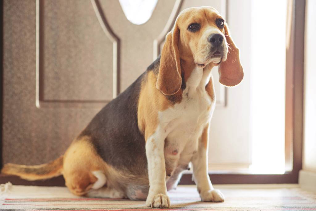 Tehotná gravidná sučka Bígla